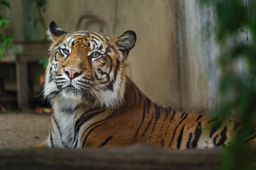 Portrait of Sumatran tiger in zoo