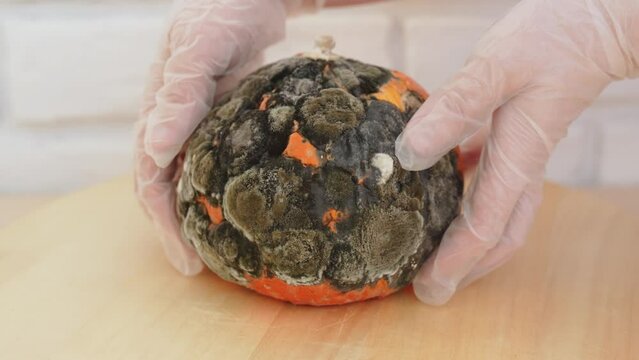 Man in protective medical gloves spoils moldy pumpkin and shows it from different sides. Rotten low-quality vegetables in spores and mushrooms are dangerous to health after improper storage in tests.