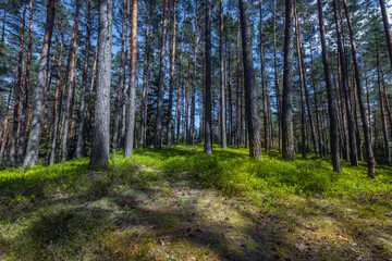 Polish forest, wild nature of Poland, wandering around Poland, county podkarpackie, Poland