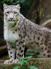 Naklejka na ściany i meble Portrait of Snow leopard in zoo