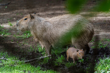 Portrait of Capybara in zoo