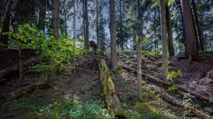 Polish forest, wild nature of Poland, wandering around Poland, county podkarpackie, Poland
