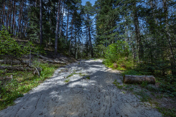 Polish forest, wild nature of Poland, wandering around Poland, county podkarpackie, Poland