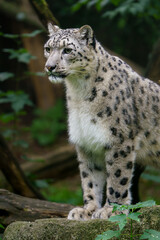 Portrait of Snow leopard in zoo
