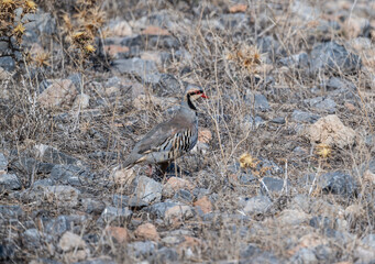 European chukar bird in natural conditions on the island of Crete on a summer day