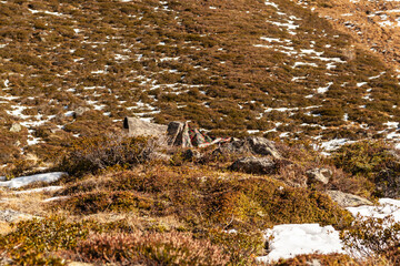 Wildlife photographer lies camouflaged in the autumn scenery of the European Alps