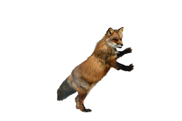  fox isolated on white wallpaper of background in png