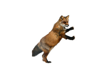  fox isolated on white wallpaper of background in png