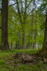 Polish forest, wild nature of Poland, wandering around Poland, county podkarpackie, Poland