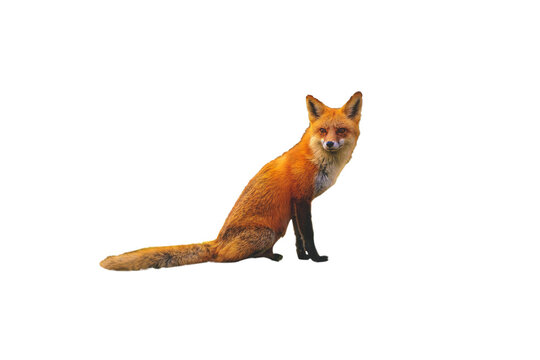  fox isolated on white wallpaper of background in png