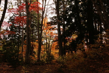 紅葉する青森県蔦温泉の森。