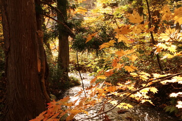 紅葉する青森県蔦温泉の森。