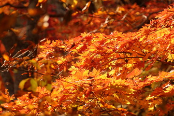 紅葉する青森県蔦温泉の森。