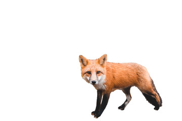 Brown Fox Isolated, PNG