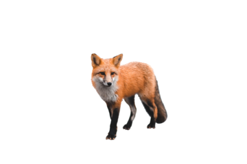 Red Fox Vulpes vulpes isolated on white background wild forest mammal standing in three-quarter view portrait nature wildlife cutout
