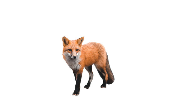 Red Fox Vulpes vulpes isolated on white background wild forest mammal standing in three-quarter view portrait nature wildlife cutout