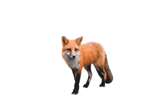 Fox Isolated on transparent background, Brown Fox PNG, Wild FOx Cutout, Cute FOX PNG 