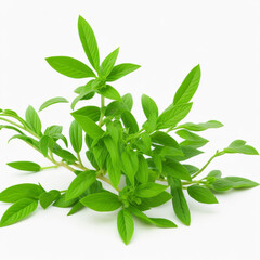 Stevia plant on white background AI generative image
