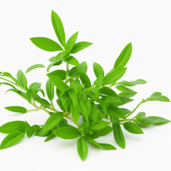 Fototapeta premium Stevia plant on white background AI generative image
