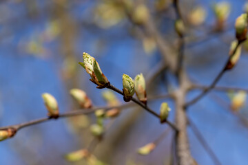the branches of the bird cherry tree in the spring season