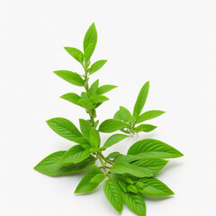 Stevia plant on white background AI generative image