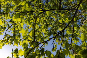 green foliage on a maple tree in spring bloom