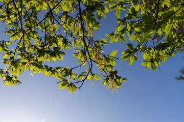 green foliage on hornbeam tree in spring bloom