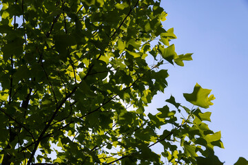 tulip tree with green foliage in windy weather