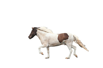  horse head isolated on white wallpaper of background in png