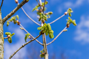 green foliage on a chestnut tree in the spring season