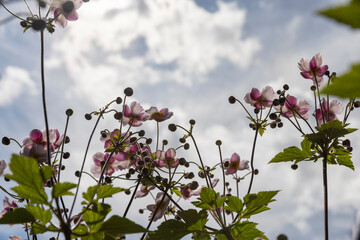 beautiful flowers in sunny weather to decorate the yard