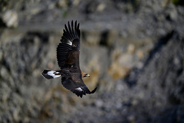fliegender Steinadler // flying Golden eagle (Aquila chrysaetos)