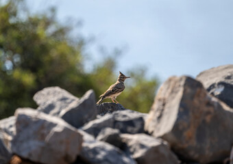 bird-thrush in natural conditions on the island of Crete on a summer day
