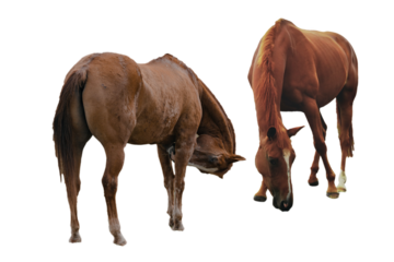 Two Horses (Equus ferus caballus) isolated, Horse in farm PNG