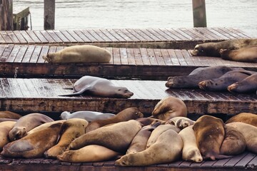 Fototapeta premium Sea Lions Napping in Harmonious Piles