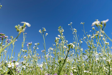 agricultural flowers used as honey plants to produce honey