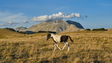 Fine estate nel Parco Nazionale dei Monti Sibillini - Castelluccio di Norcia - Umbria e Marche