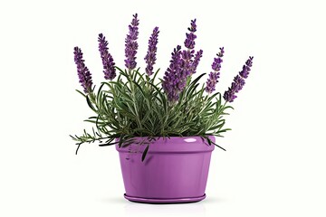 Scented beauty of nature. Aromatic allure. Lavender blooms in full splendor on white background isolated. Provence perfection. Exploring delicate charms