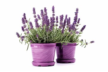 Naklejka na ściany i meble Scented beauty of nature. Aromatic allure. Lavender blooms in full splendor on white background isolated. Provence perfection. Exploring delicate charms