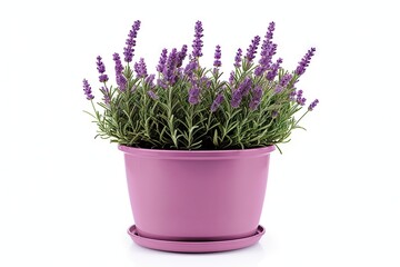 Naklejka na ściany i meble Scented beauty of nature. Aromatic allure. Lavender blooms in full splendor on white background isolated. Provence perfection. Exploring delicate charms