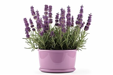 Fototapeta premium Scented beauty of nature. Aromatic allure. Lavender blooms in full splendor on white background isolated. Provence perfection. Exploring delicate charms
