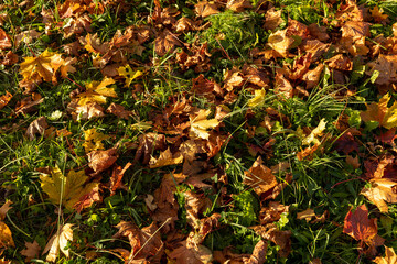 Maple tree during the autumn season