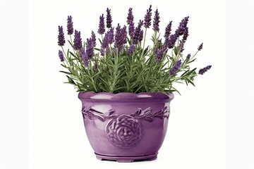 Scented beauty of nature. Aromatic allure. Lavender blooms in full splendor on white background isolated. Provence perfection. Exploring delicate charms