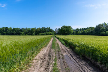 Fototapeta na wymiar mud on a country road through a field of cereals