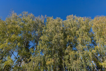 Fototapeta premium Birch grove with tall birch trees in autumn