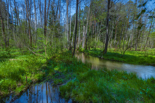 Nad Tanwia Nature Reserve, The gorge of the Tanew River,  Sopot River, Roztoczanski National Park,  Beautiful Polish landscapes, tourist trails in Poland