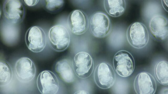 Larvae veliger Mollusca in a clutch of eggs under microscope, class Gastropoda. White sea