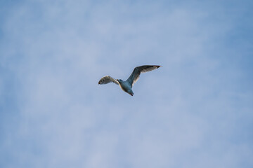 Seagull flying over the city with wings speeded