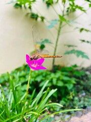 Pantala beauty natures 