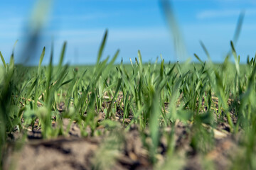 green wheat in the field in sunny weather